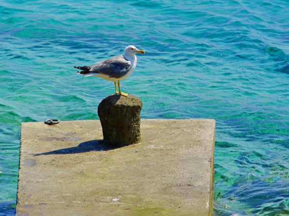 Villa Nova Vela Luka Dış mekan fotoğraf
